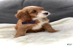Cockapoo dogs for sale: Jake - Image 9