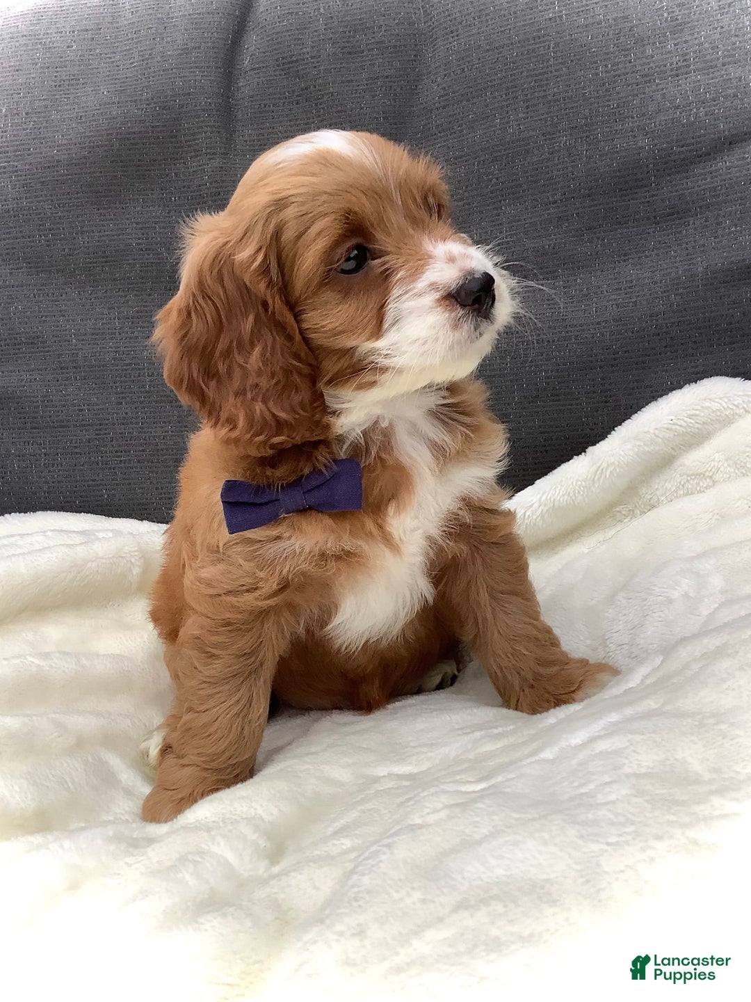 Cockapoo dogs for sale: Jake - Image 9