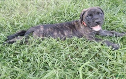 English Mastiff dogs for sale: Pink Girl 🩷 - Image 1