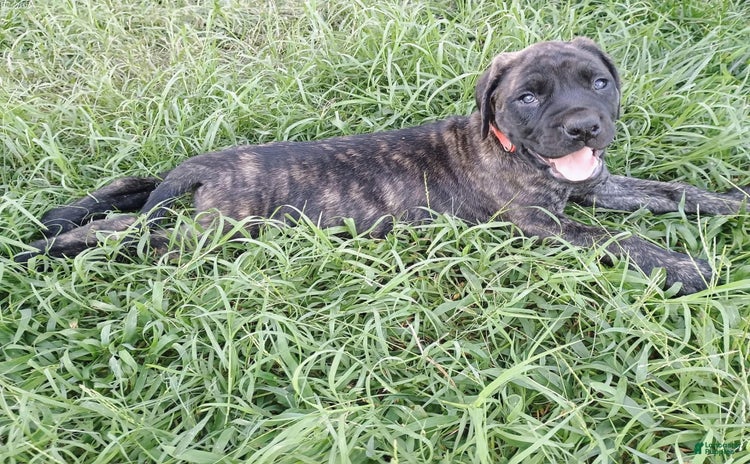 English Mastiff dogs for sale - Ad 3