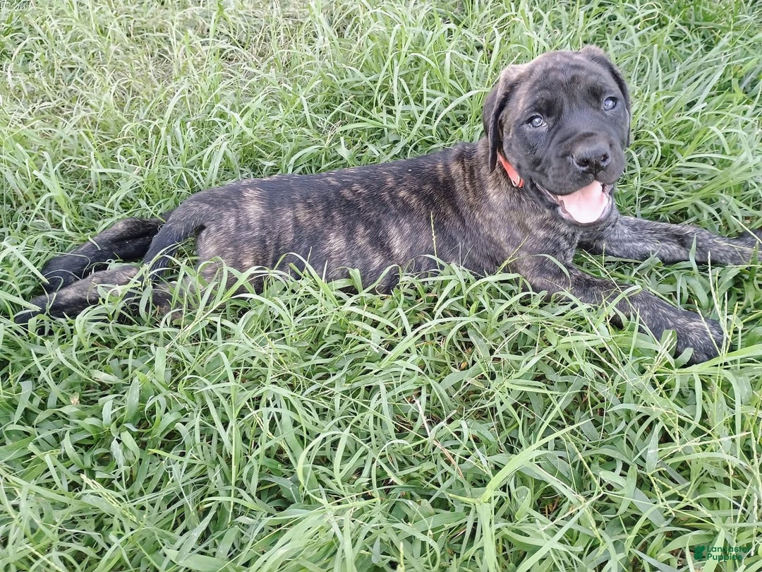 English Mastiff dogs for sale: Pink Girl 🩷 - Image 1