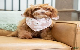 Cavapoo dogs for sale: Natalie - Image 7