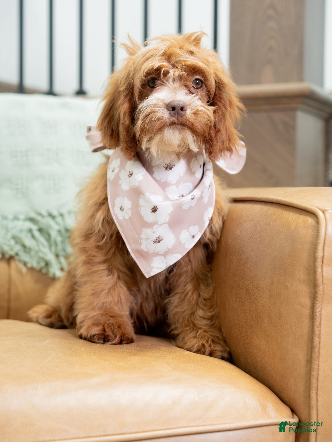 Cavapoo dogs for sale: Natalie - Image 7
