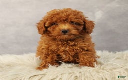 Toy Poodle dogs for sale: Sunshine - Image 4