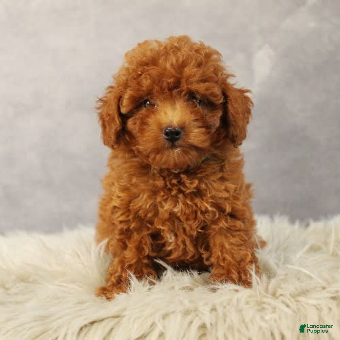 Toy Poodle dogs for sale: Sunshine - Image 4
