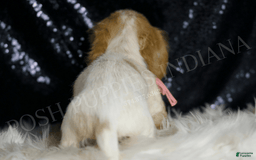 Miniature Dachshund dogs for sale: Lizzie - Image 6