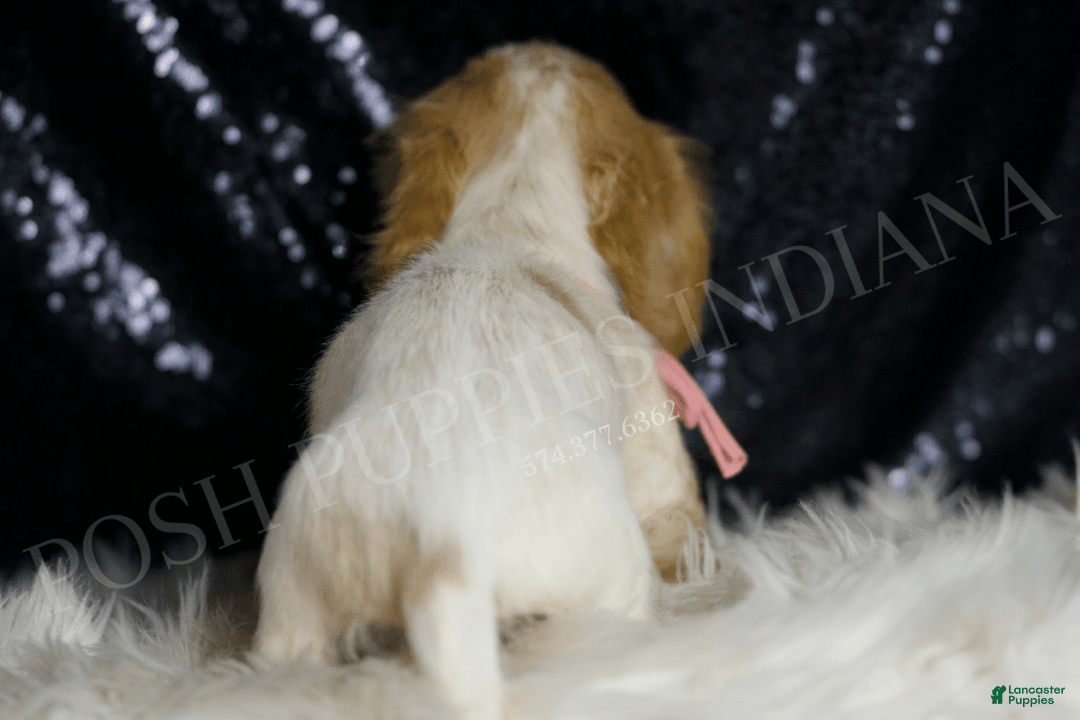 Miniature Dachshund dogs for sale: Lizzie - Image 6