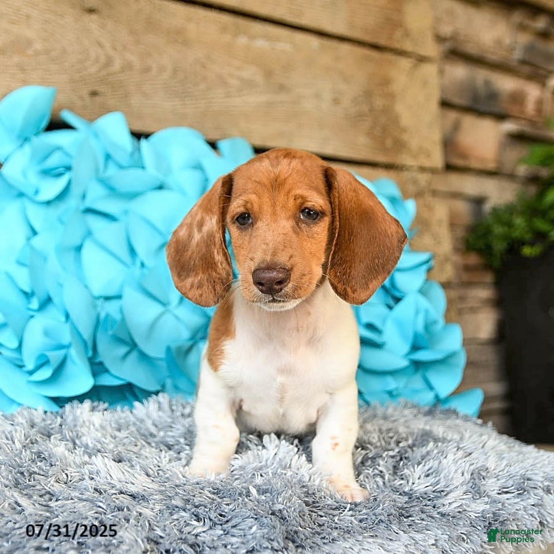 Dachshund dogs for sale: Pumpkin - Image 6