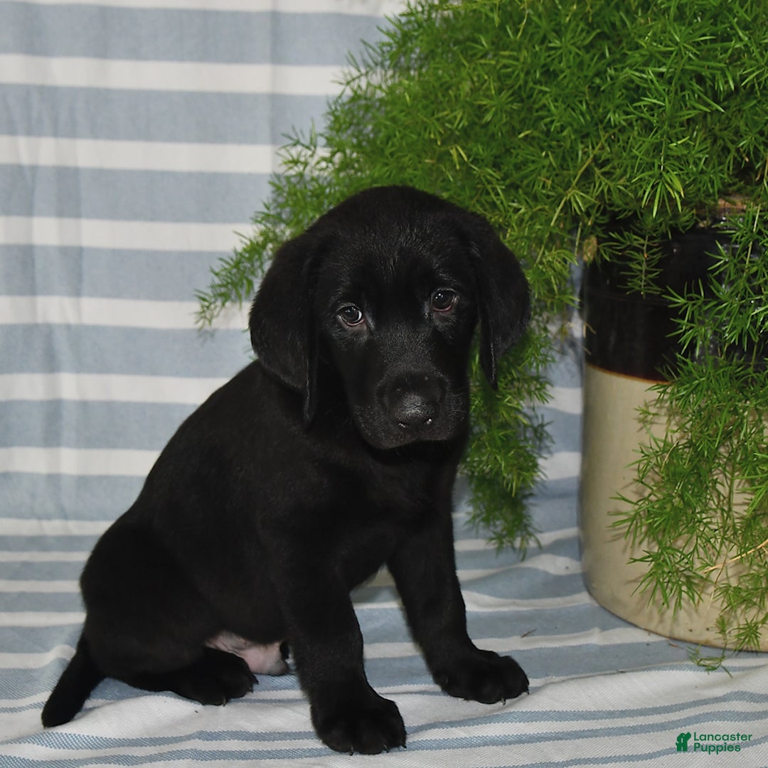 Labrador Retriever dogs for sale: Cody - Image 3