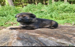 German Shepherd dogs for sale: Karma - Image 10