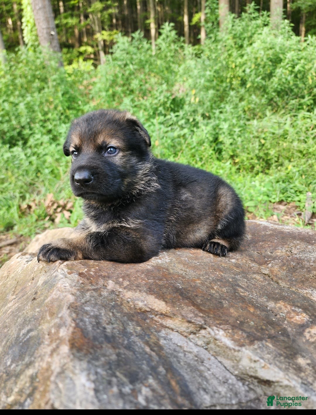 German Shepherd dogs for sale: Karma - Image 10