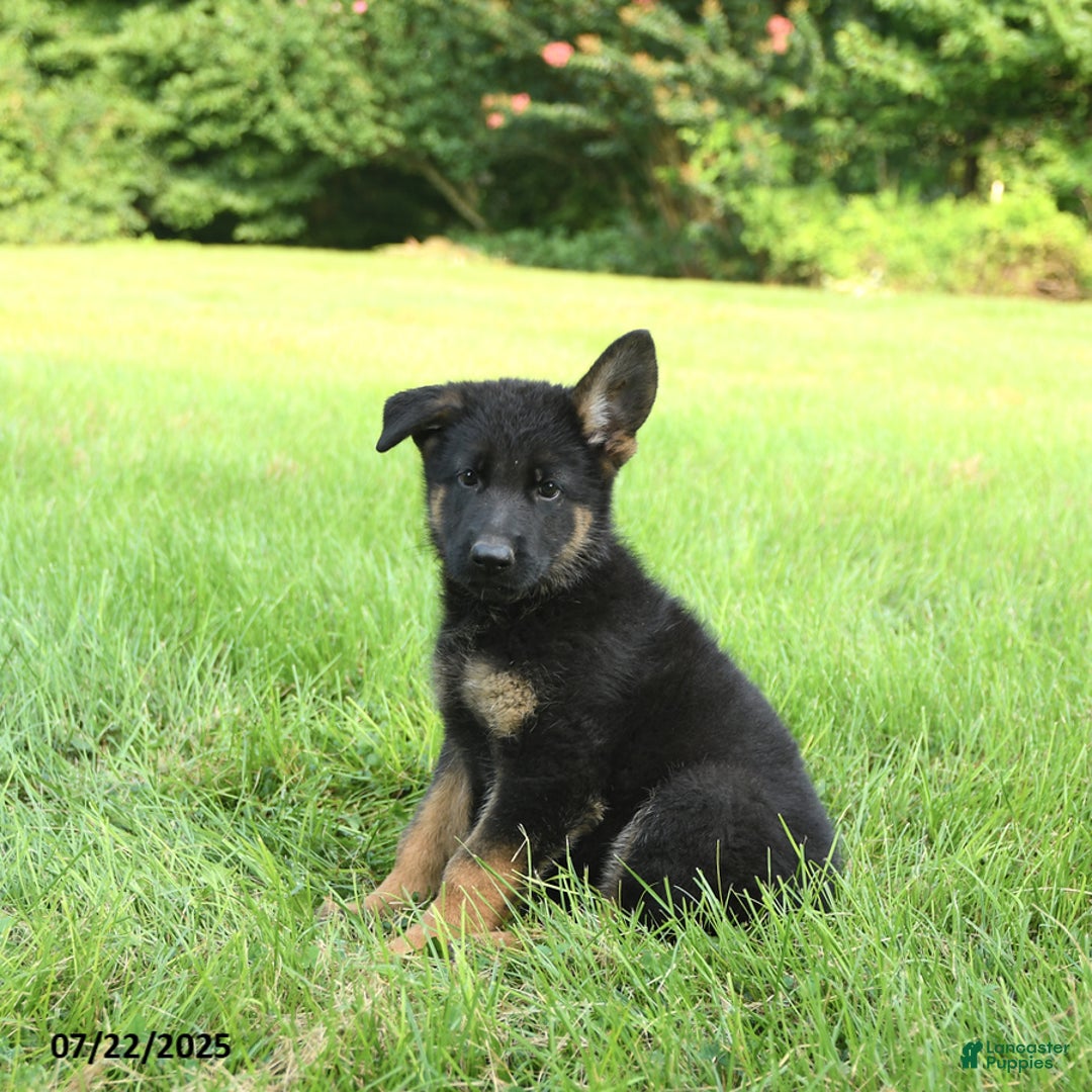 German Shepherd dogs for sale: German Shepherd 8 puppies - Image 19