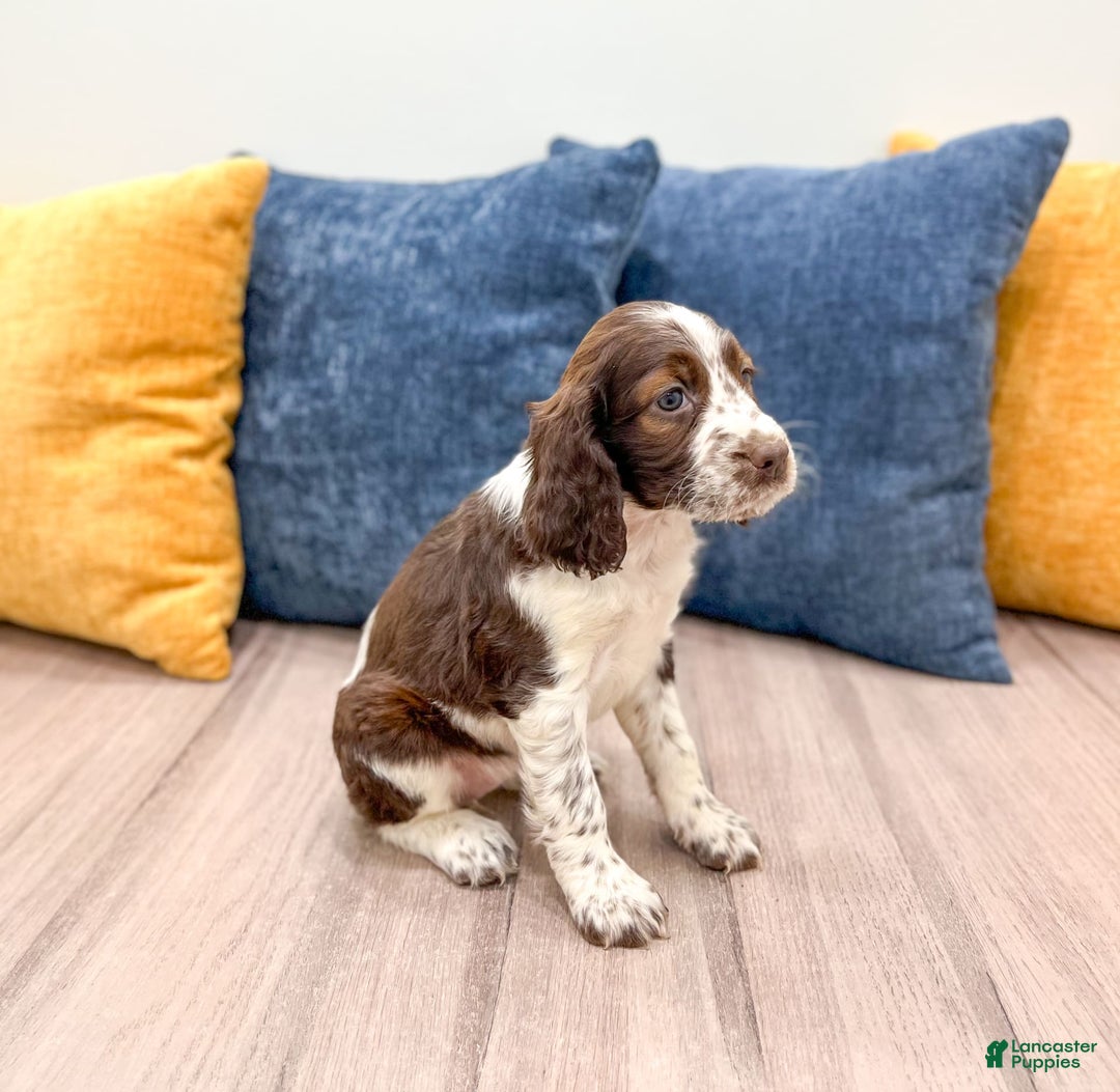 English Springer Spaniel dogs for sale: Lella - Image 2