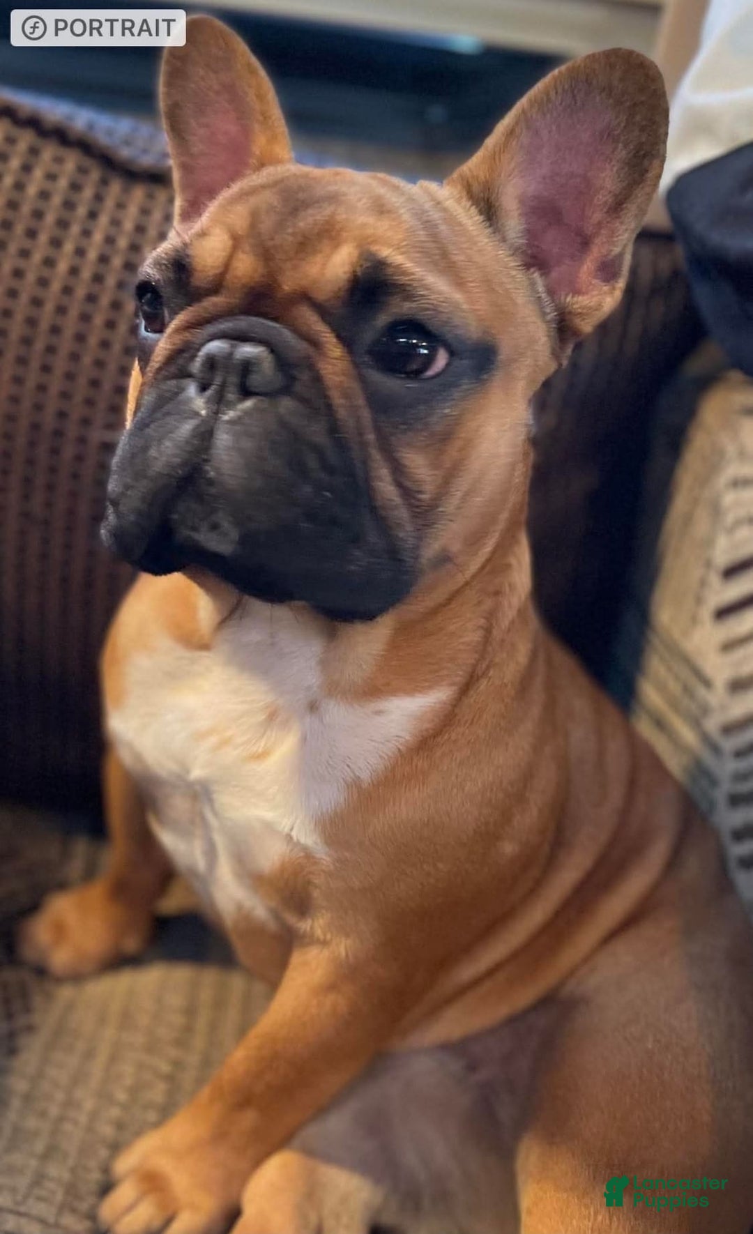 French Bulldog dogs for sale: Flounder - Image 4