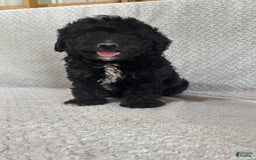 Mini Aussiedoodle dogs for sale: Hugo - Image 6