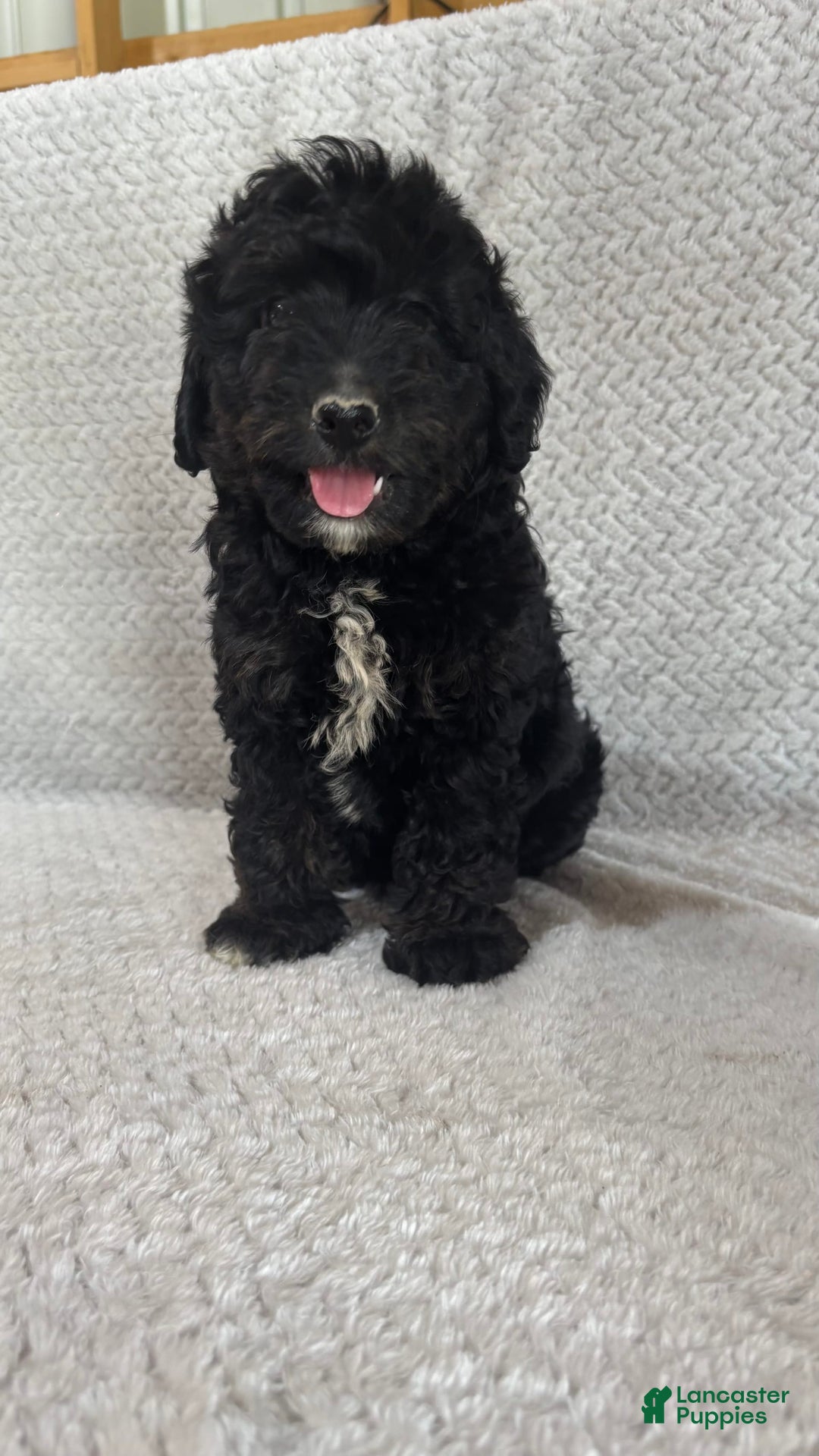 Mini Aussiedoodle dogs for sale: Hugo - Image 6