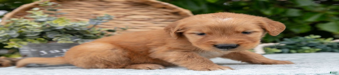 Duke