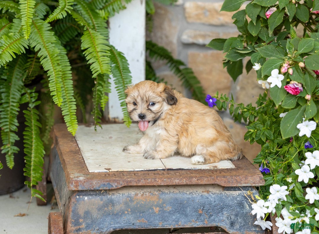 Havanese dogs for sale: Tanner - Image 5