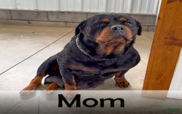 Rottweiler dogs for sale: Lightining - Listing for pets: Hunter, Lightining, Elliot, Diesel - Image 9