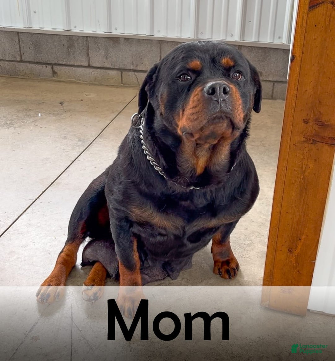 Rottweiler dogs for sale: Lightining - Listing for pets: Hunter, Lightining, Elliot, Diesel - Image 9
