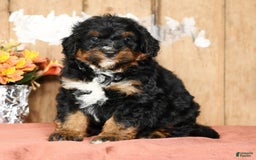 Mini Bernedoodle dogs for sale: Tate - Image 5