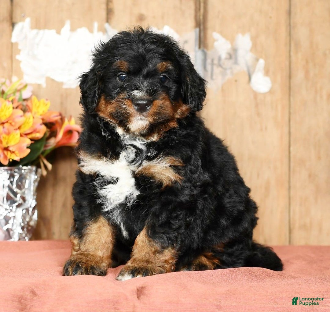Mini Bernedoodle dogs for sale: Tate - Image 5