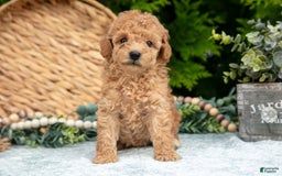 Cavapoo dogs for sale: Tootsie - Image 4