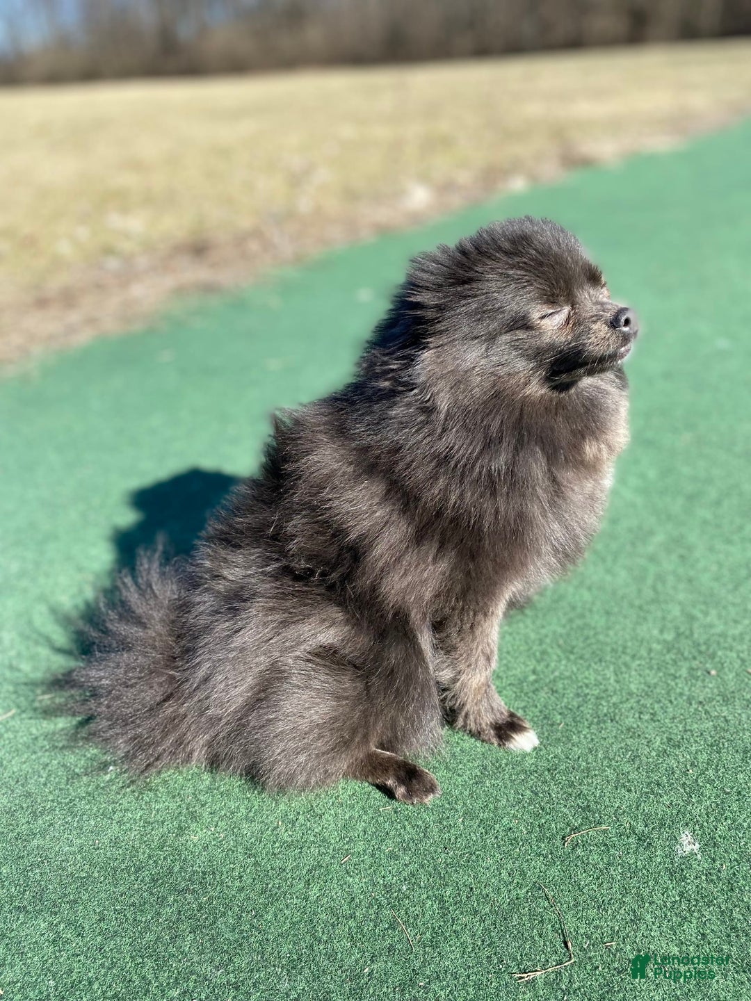 Pomeranian dogs for sale: Luca - Image 5