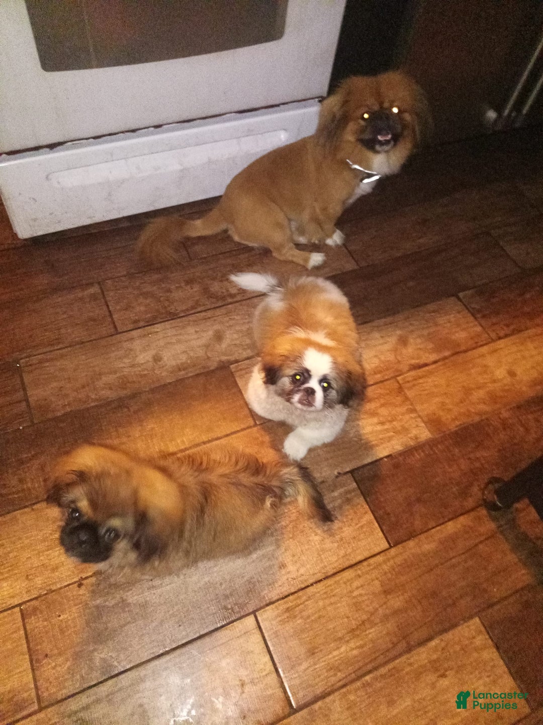 Pekingese dogs for sale: Skippy - Image 5