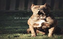 Cane Corso dogs for stud: Epirus Cc Alastor Stark - Image 1