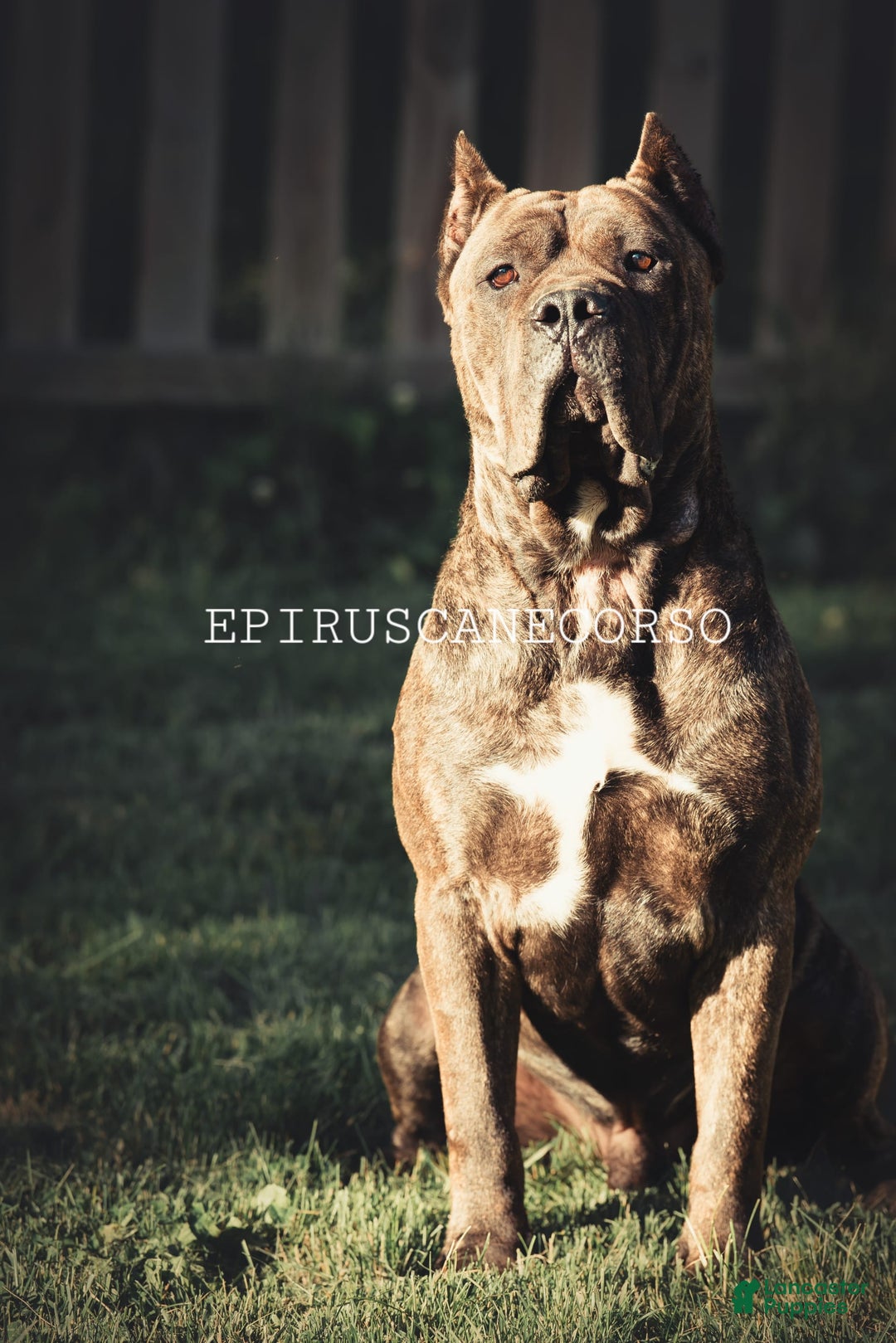 Cane Corso dogs for stud: Epirus Cc Alastor Stark - Image 1