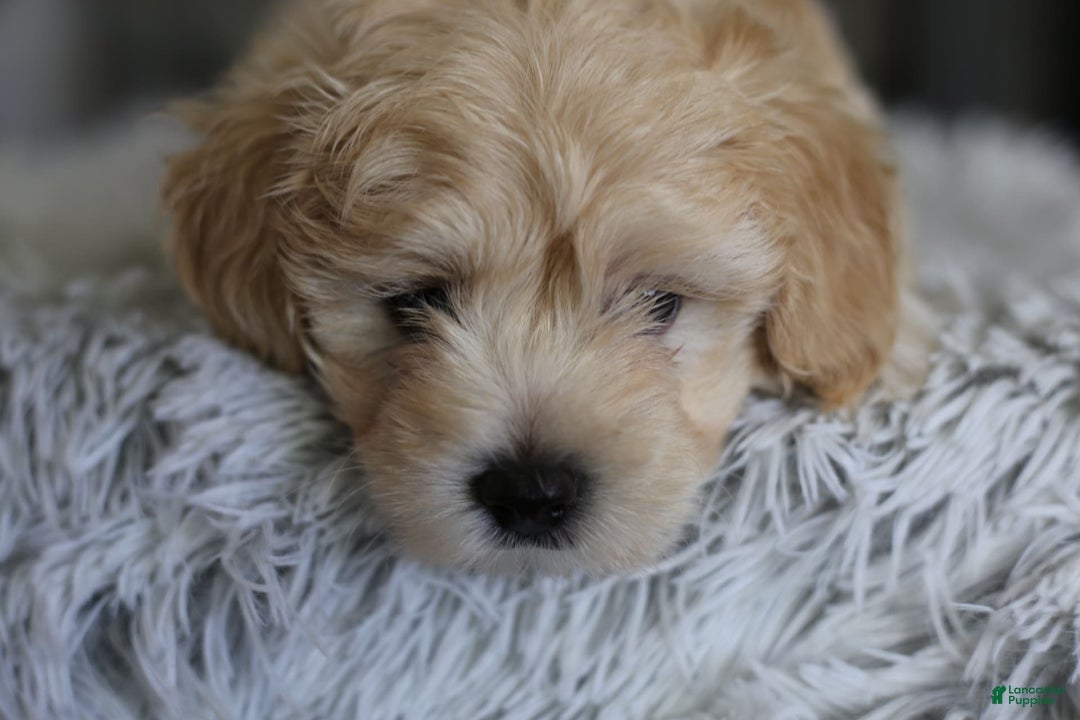 Maltipoo dogs for sale: Yogi - Image 5