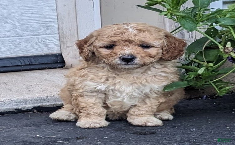 Mini Goldendoodle dogs for sale - Ad 1