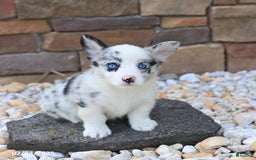 Welsh Corgi Pembroke dogs for sale: Isaiah - Image 3