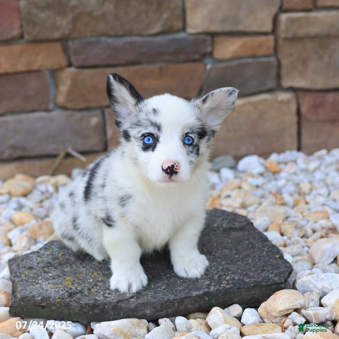 Welsh Corgi Pembroke dogs for sale: Isaiah - Image 3