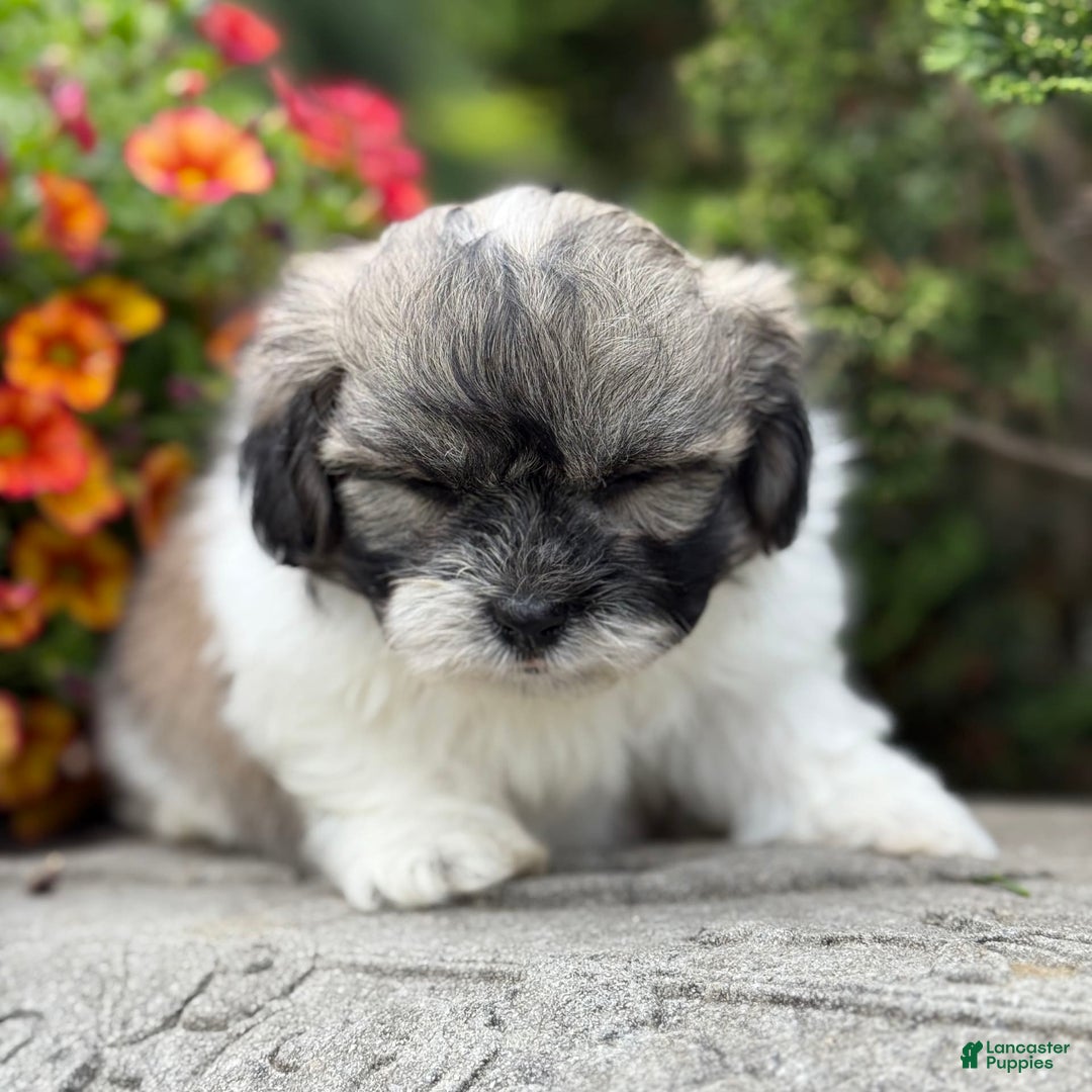Teddy Bear dogs for sale: Robby - Image 4