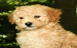 Mini Goldendoodle dogs for sale: Lilly - Image 3