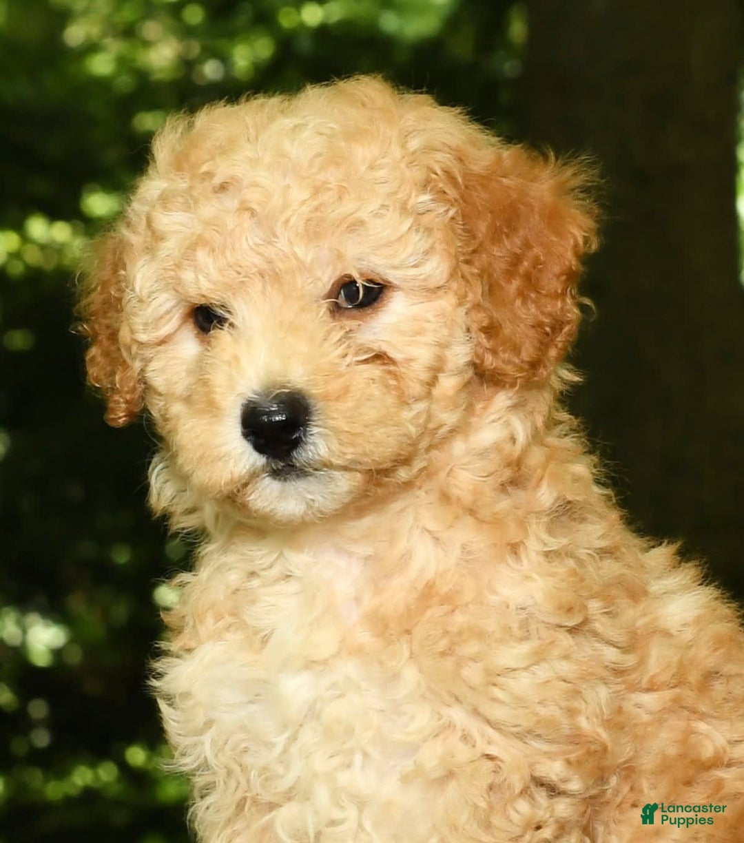 Mini Goldendoodle dogs for sale: Lilly - Image 3