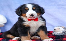 Bernese Mountain Dog dogs for sale: Sage - Image 2