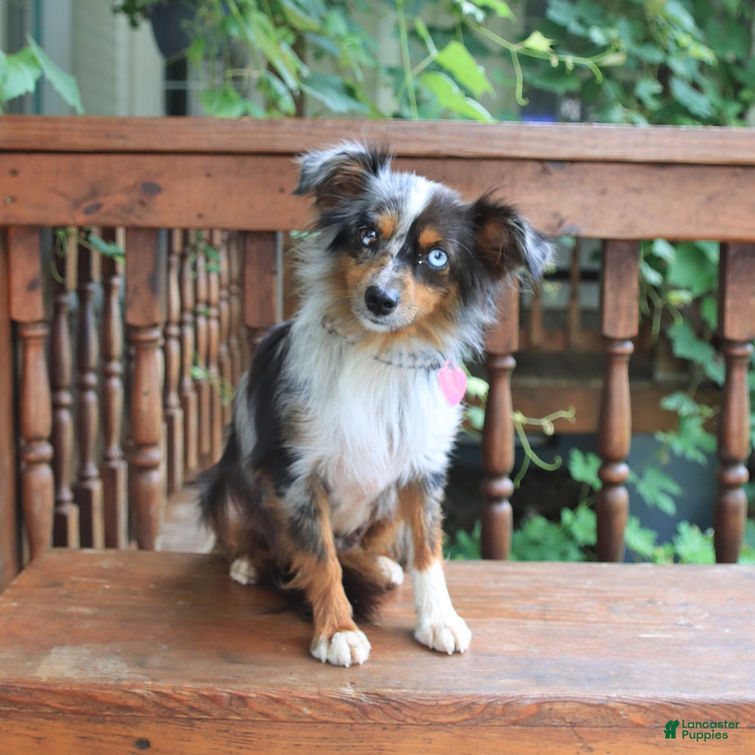  dogs for sale: Oreo - Image 6