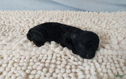 Toy Poodle dogs for sale: Kody - Image 8