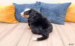 Bernese Mountain Dog dogs for sale: Ryder - Image 4