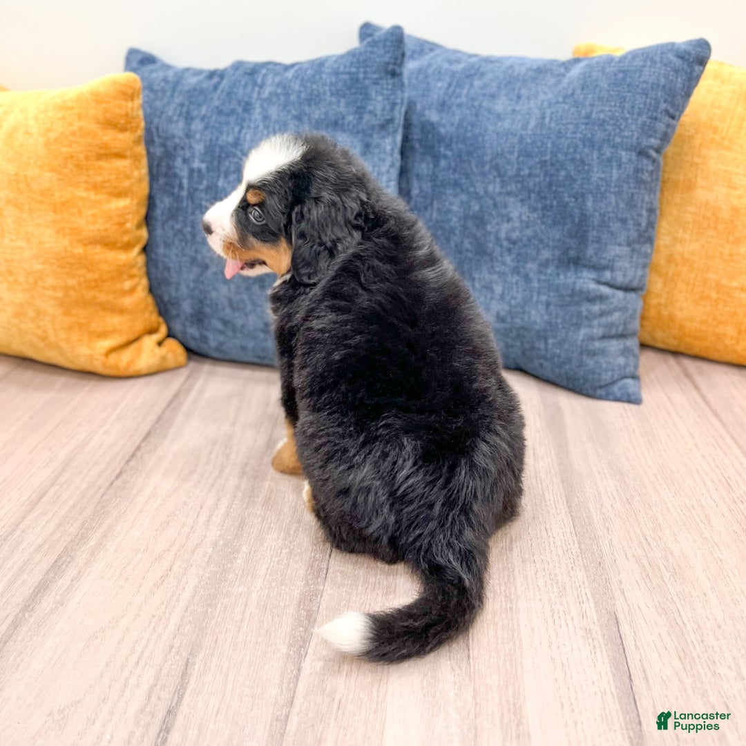 Bernese Mountain Dog dogs for sale: Ryder - Image 4