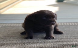 Labrador Retriever dogs for sale: Chloe - Image 2