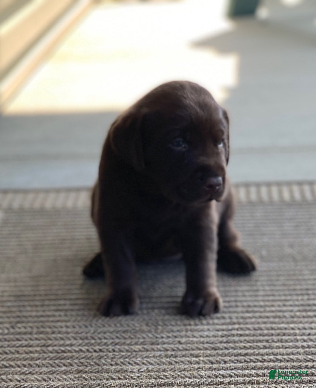 Labrador Retriever dogs for sale: Chloe - Image 2