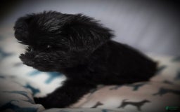 Morkie dogs for sale: Reid - Image 7