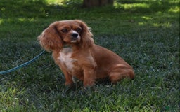 Cavalier King Charles Spaniel dogs for sale: Buster - Image 16