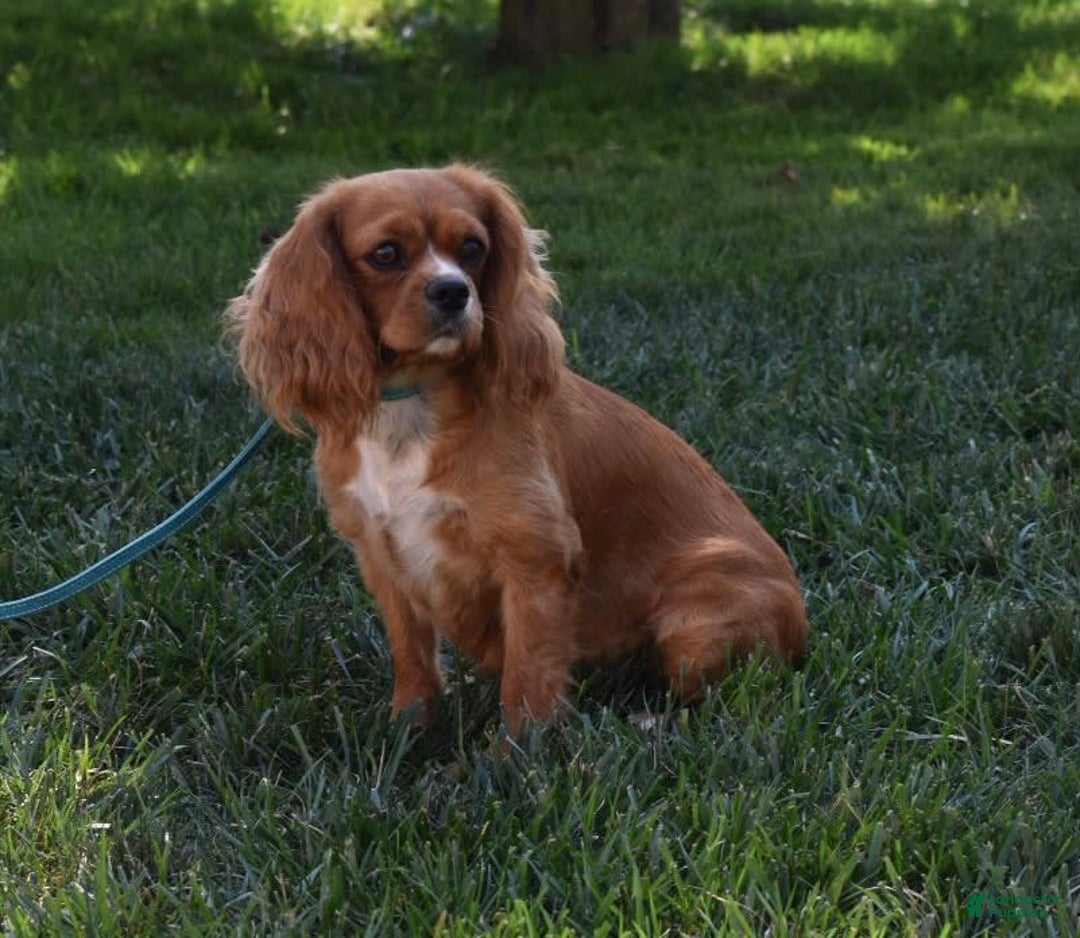 Cavalier King Charles Spaniel dogs for sale: Buster - Image 16