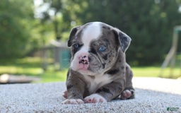 Olde English Bulldogge dogs for sale: Enzo blue eyes mini bulldogge - Image 10