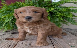 Goldendoodle dogs for sale: Cash - Image 2